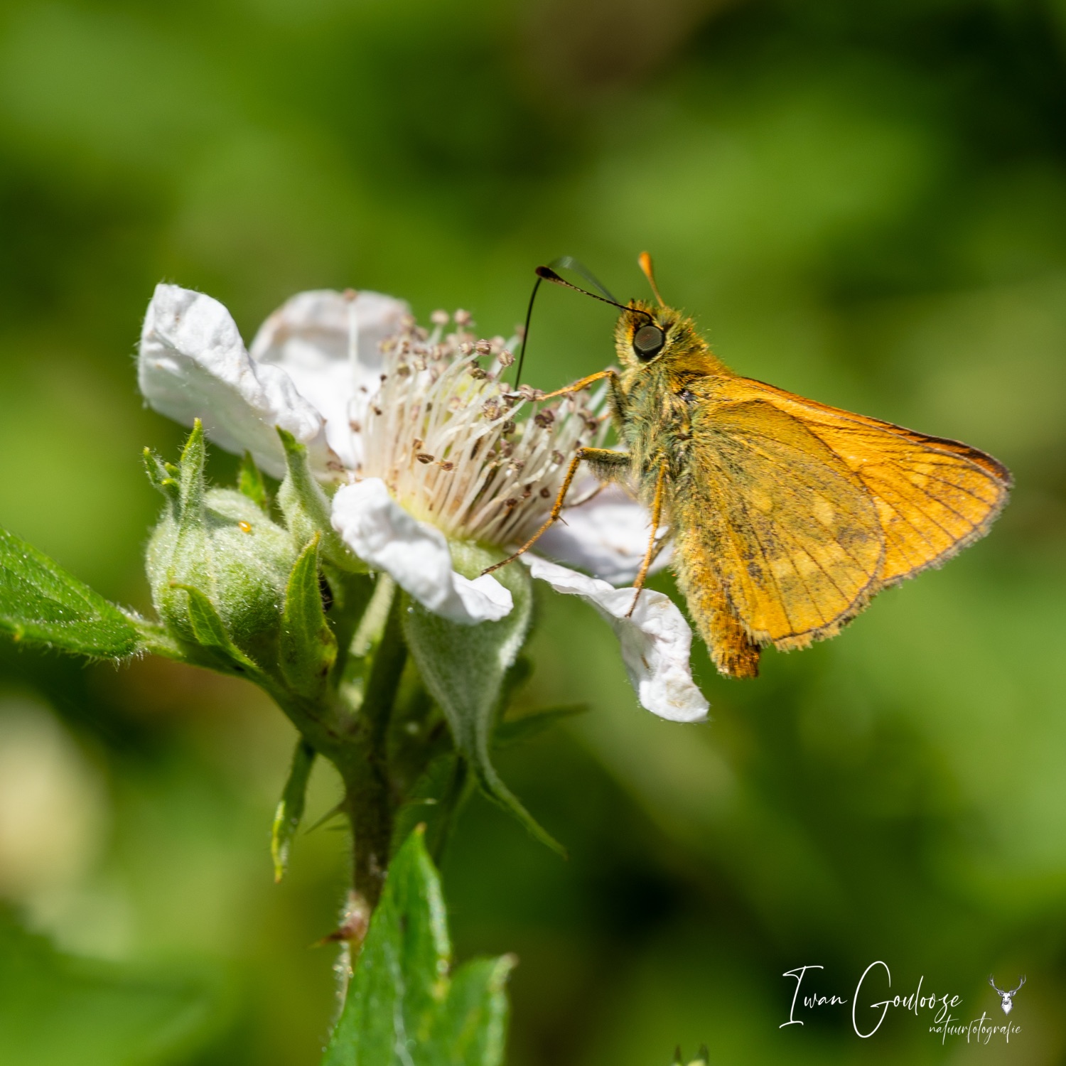 24 juni 2023 132425  R2A2259